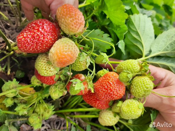 Рассада клубники