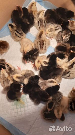 Цыплята суточные