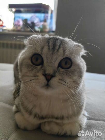 Шотландский вислоухий котёнок