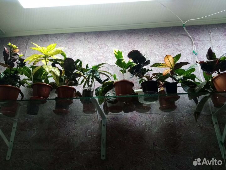 Стеклянная полка для цветов