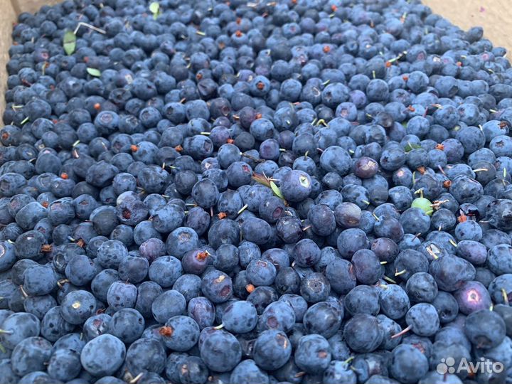 Голубика свежая