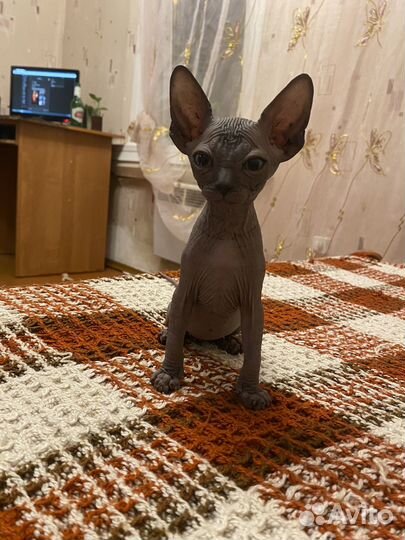 Канадский сфинкс