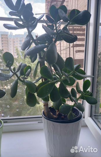 Денежное дерево(толстянка)