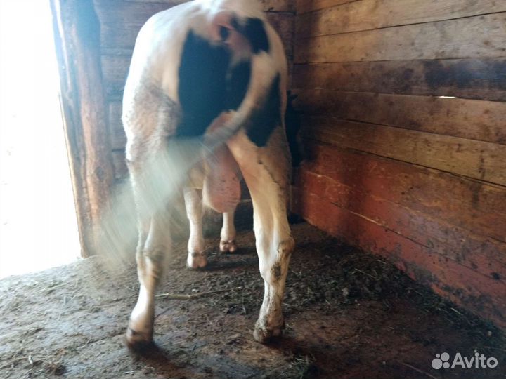 Продам быка