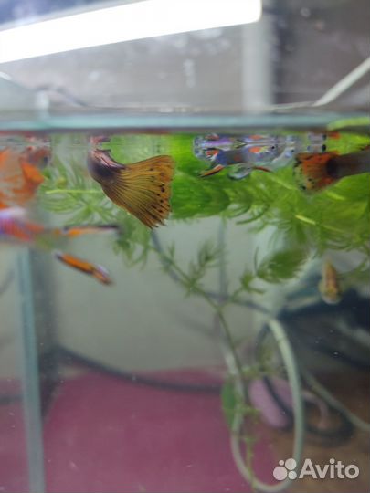 Аквариумные рыбки сомики, гуппи, улитки большие