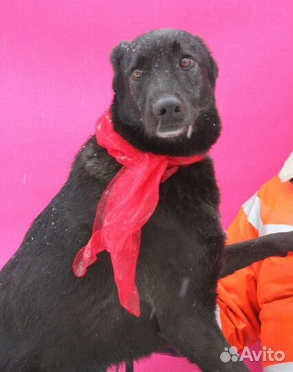 Бывшедомашней Монике страшно в приюте