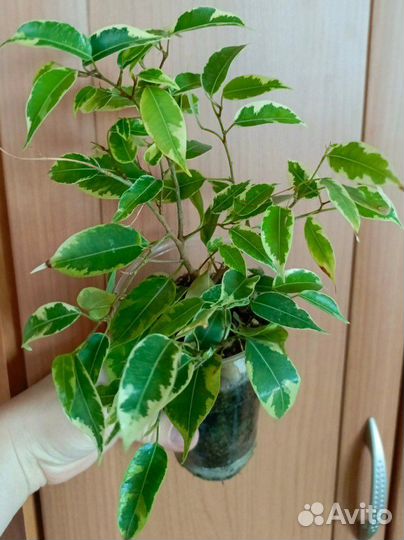 Фикус бенджамина Кинки