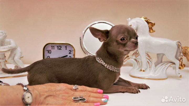 Вязка. Лиловый кобель(мини). Альфред. 