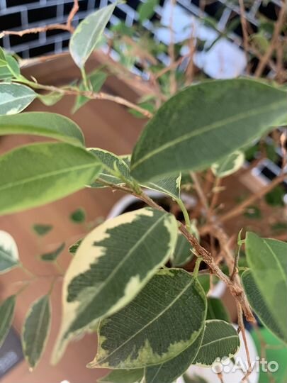 Домашний цветок