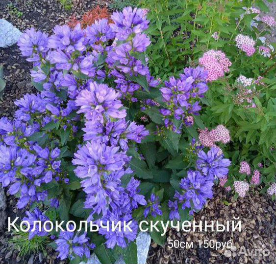 Многолетние цветы