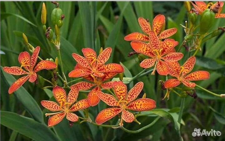 Семена Пиона,Беламканды,Лилии Мартагон,Канны