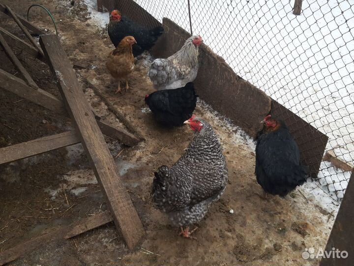 Куры молодки 8ми месячные несушки домашнии