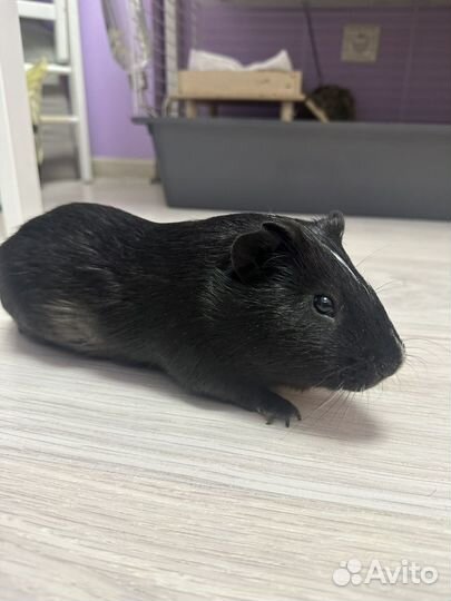 Морская свинка