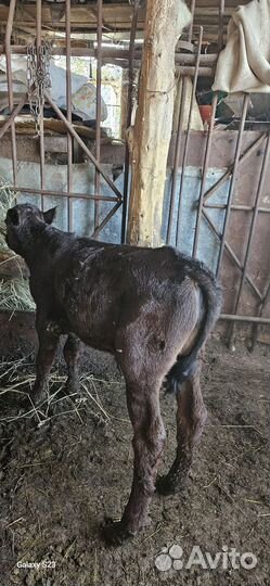 Бычок и тёлка