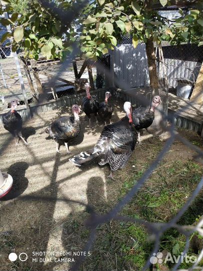 Индюшата домашние от бронзовых осетинских