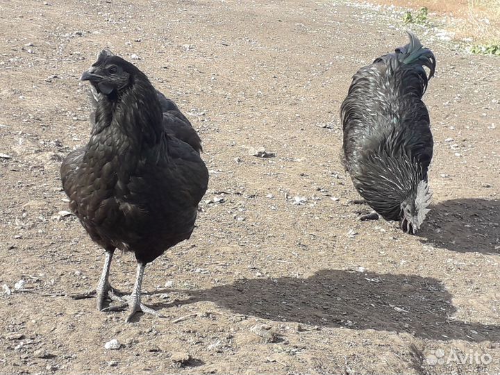 Петухи породистые
