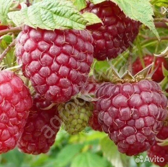 Саженцы летней малины