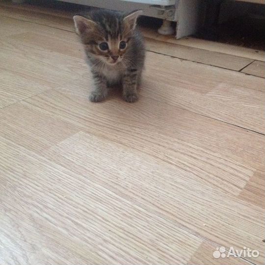 Котика в добрые руки