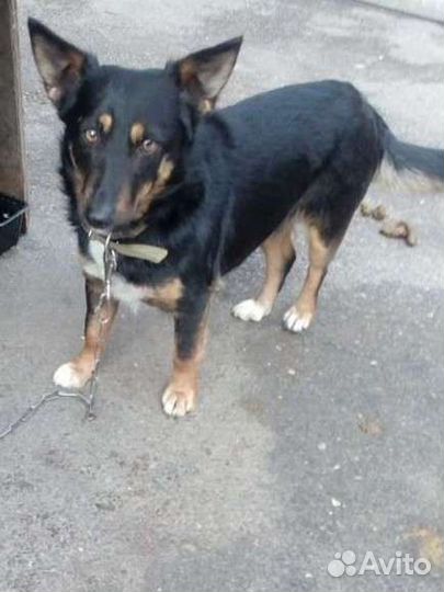 Жулька ищет дом