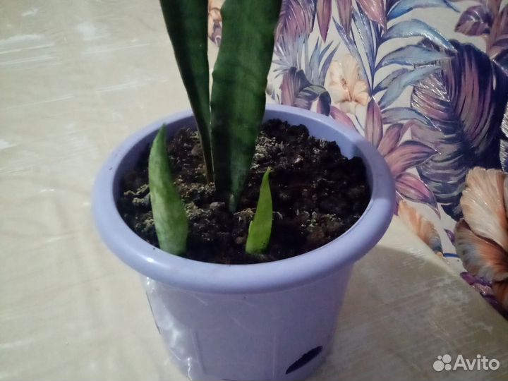 Сансевиерия тещин язык доставлю до вас