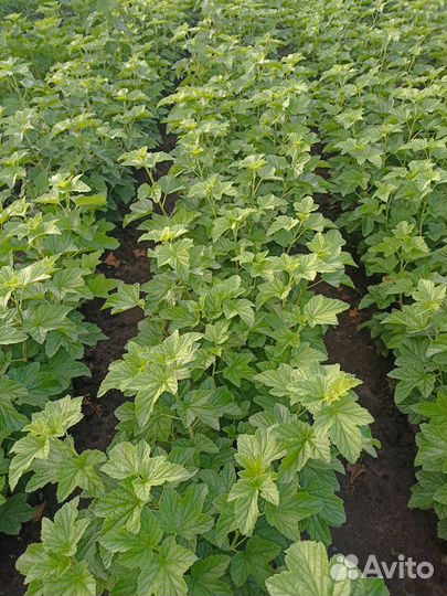 Черная смородина