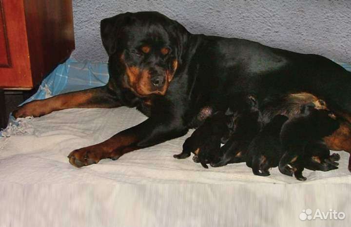 Ротвейлер