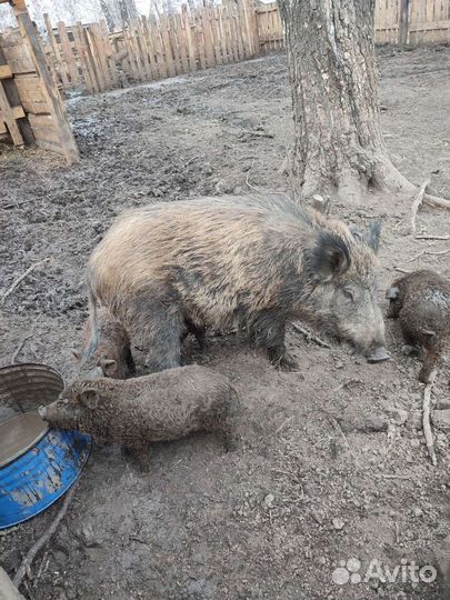 Поросята дикого кабана