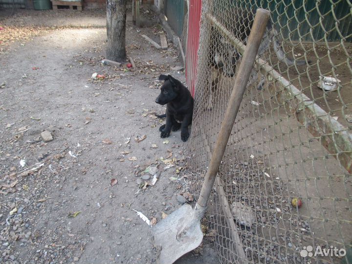 Щенки восточноевропейской овчарки черные
