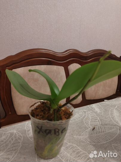 Фаленопсис орхидеи Хавана 2,8 ароматный