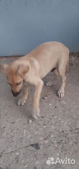 Щенки. Подростки. Все мальчики. Ищем ручки