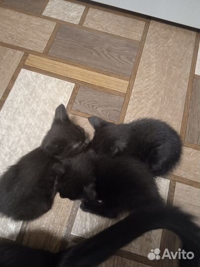 Котейка дружок