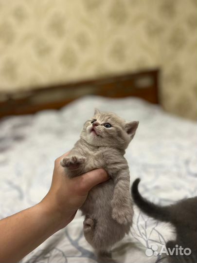 Лиловый британец