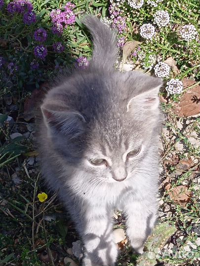 Отдам котята в добрые руки