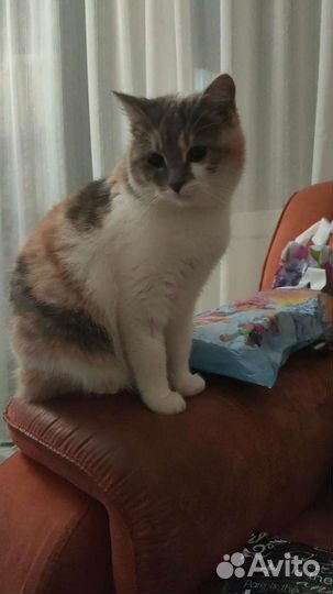 Кошка
