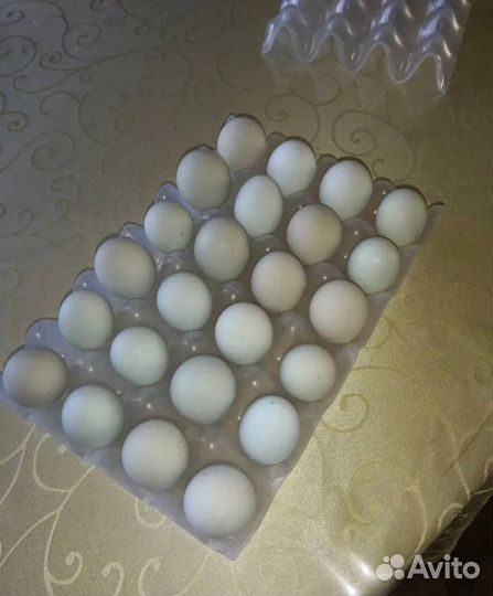 Яйцо инкубационное Опт и Розница