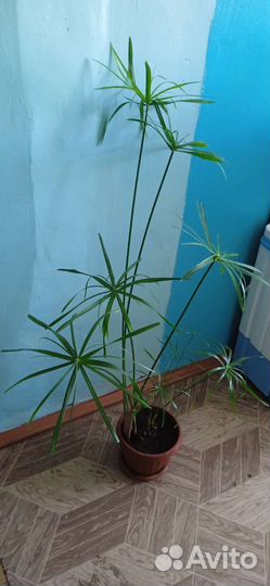 Циперус, фиалка