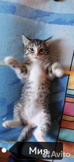 Отдам котят в дорые руки