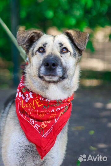 Умная собака Валя мечтает о доме