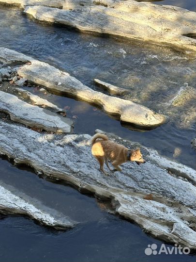 Догситтер выгул собак