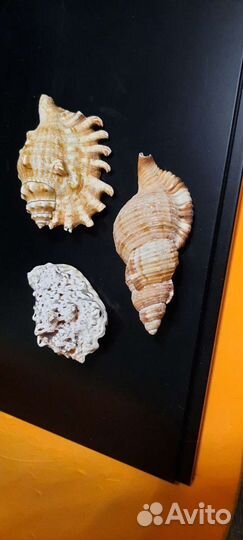 Морские ракушки 3 штуки