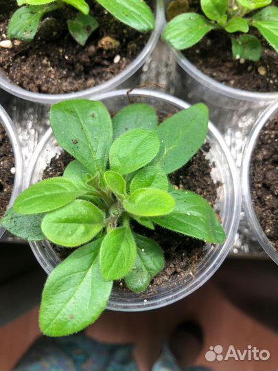 Петуния тайдал ред велюр