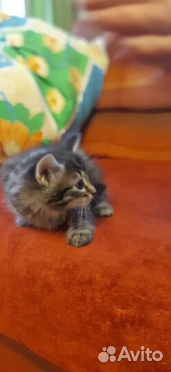 Котенок в дар