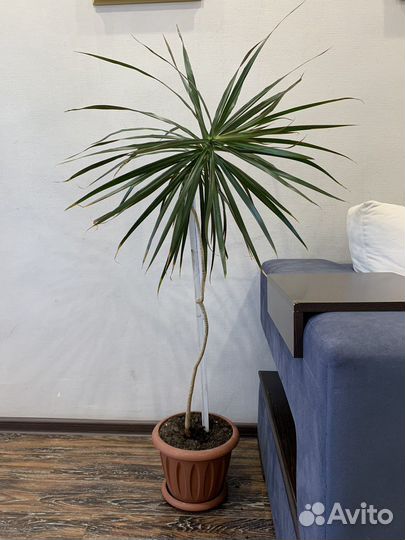 Пальма драцена