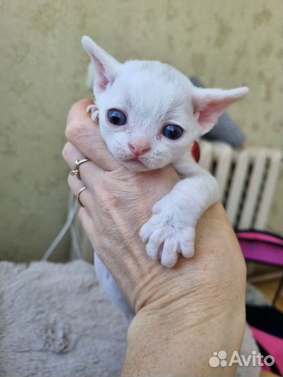 Котята девон-рекс