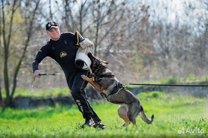 Дрессировка собак г. Таганрог