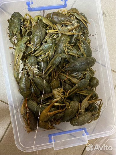 Живые раки с доставкой