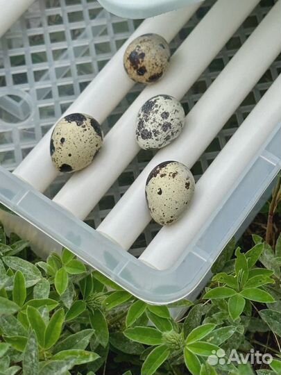 Инкубатор для яиц автоматический. Новый, в наличии