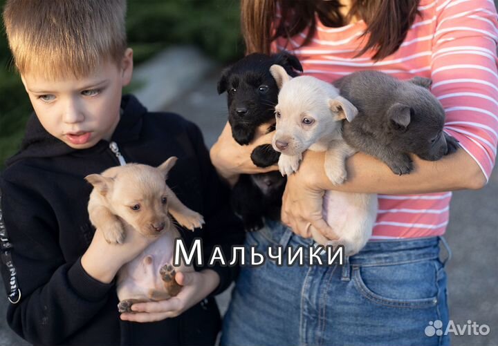 Щенки от мелкой собаки в добрые руки