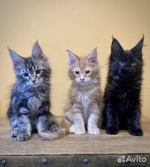 Котята мейн-кун