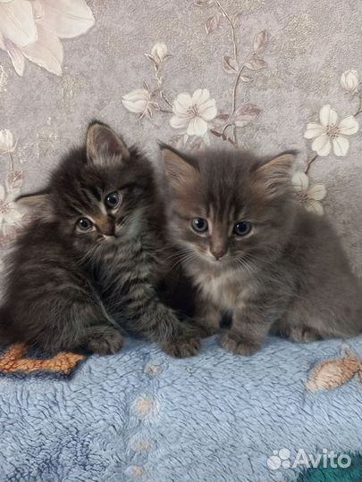 Котята